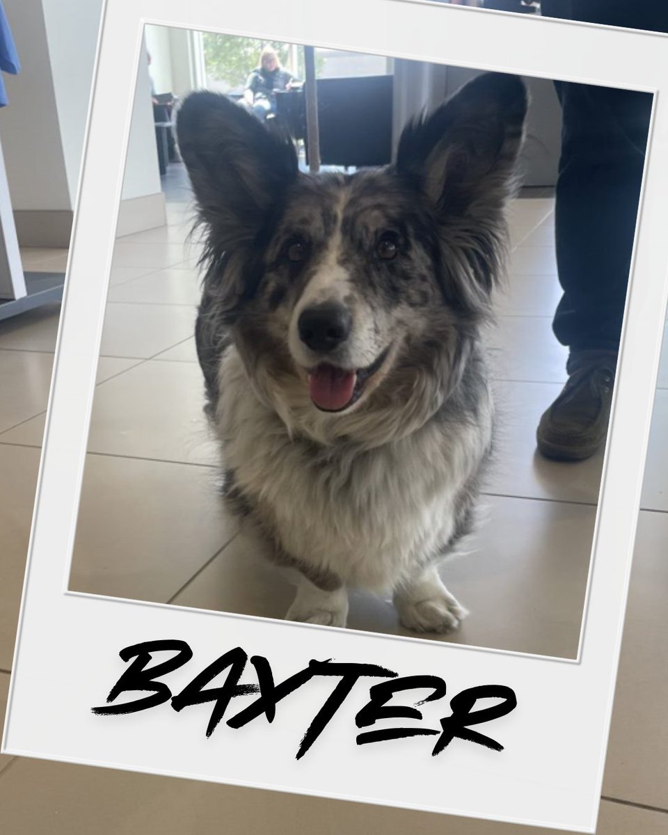 BMWSeattle's tweet photo. Baxter’s got great taste! 🐾🐶 Stopping by BMW Seattle for belly rubs, luxury vibes, and maybe a test drive or two. 

#BMWSeattle #PawfectVisit #DogsofBMW #LuxuryMeetsLoyalty #BaxterApproved https://t.co/tIvo3BKlOm