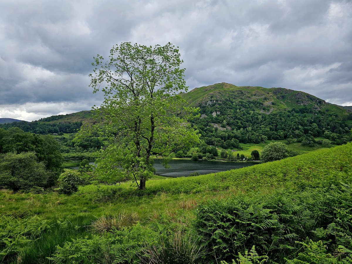 _Leesa_74's tweet photo. Finally stopped raining! 💚
#treeclub
#Rydal
#lakedistrict https://t.co/IRSFxdssHK
