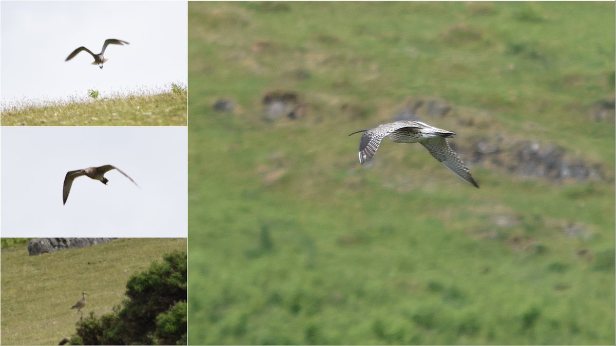charlie elder (@charlieelderth) on Twitter photo Unexpected sighting on a north Dartmoor walk today - a singing curlew #dartmoor #curlew <a href="/dartmoornpa/">Dartmoor National Park</a> <a href="/GriggTan/">Tan Grigg</a> <a href="/DevonBirds/">Devon Birds</a> <a href="/curlewcalls/">Mary Colwell</a> Unexpected sighting on a north Dartmoor walk today - a singing curlew #dartmoor #curlew <a href="/dartmoornpa/">Dartmoor National Park</a> <a href="/GriggTan/">Tan Grigg</a> <a href="/DevonBirds/">Devon Birds</a> <a href="/curlewcalls/">Mary Colwell</a>