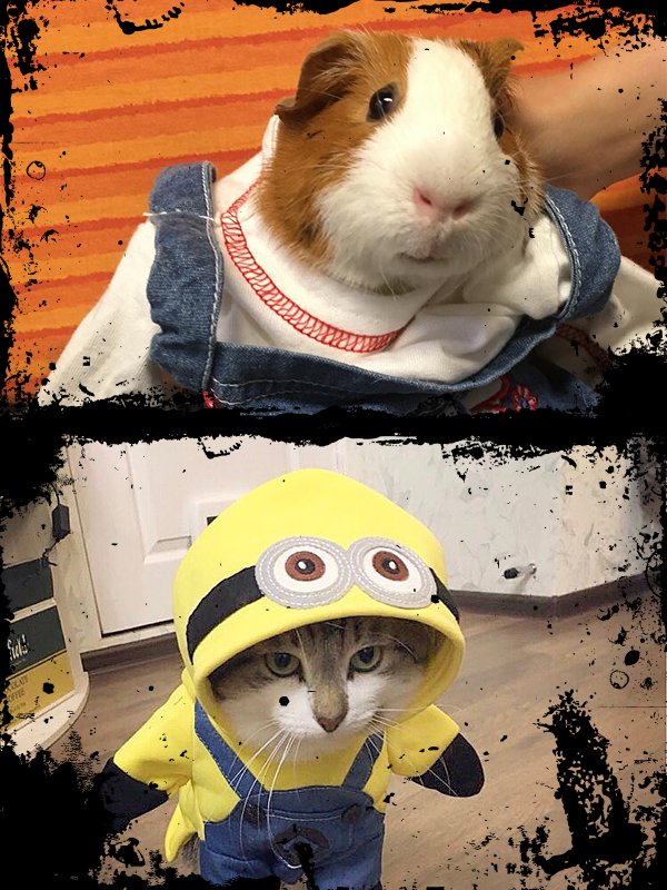 Dit is helaas geen AI maar het 'werk' van zogenaamde petfluencers. Als je zoiets tegenkomt op social media like het aub niet. Geef ook geen commentaar want het algoritme ziet dat als activiteit waardoor het account hoger op de ranking komt. Het enige is rapporteren! Retweet is 💚