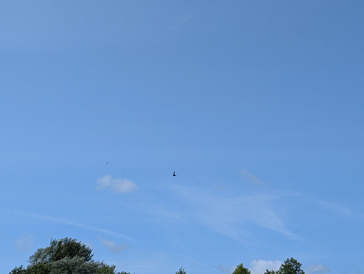 A wonderful experience at the Cockshut wetlands, #Lewes, this afternoon - 40+ #Swifts screaming over the water and around our heads, accompanied by about 12 House Martins.