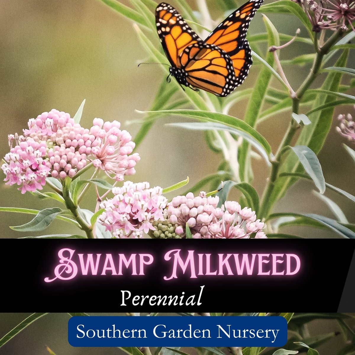 SouthernGarden6's tweet photo. #DailyDeals Save 50% off on Swamp Milkweed Seeds for Monarch Butterflies, Pink Perennial Native Wildflowers for Pollinator Gardens
#gardening #wildlifegardening #summergarden #butterflygarden #monarchbutterflies #wildlifegardening #pollinators
https://t.co/9OYNDkCEP5 https://t.co/Cj7rRTGcxu