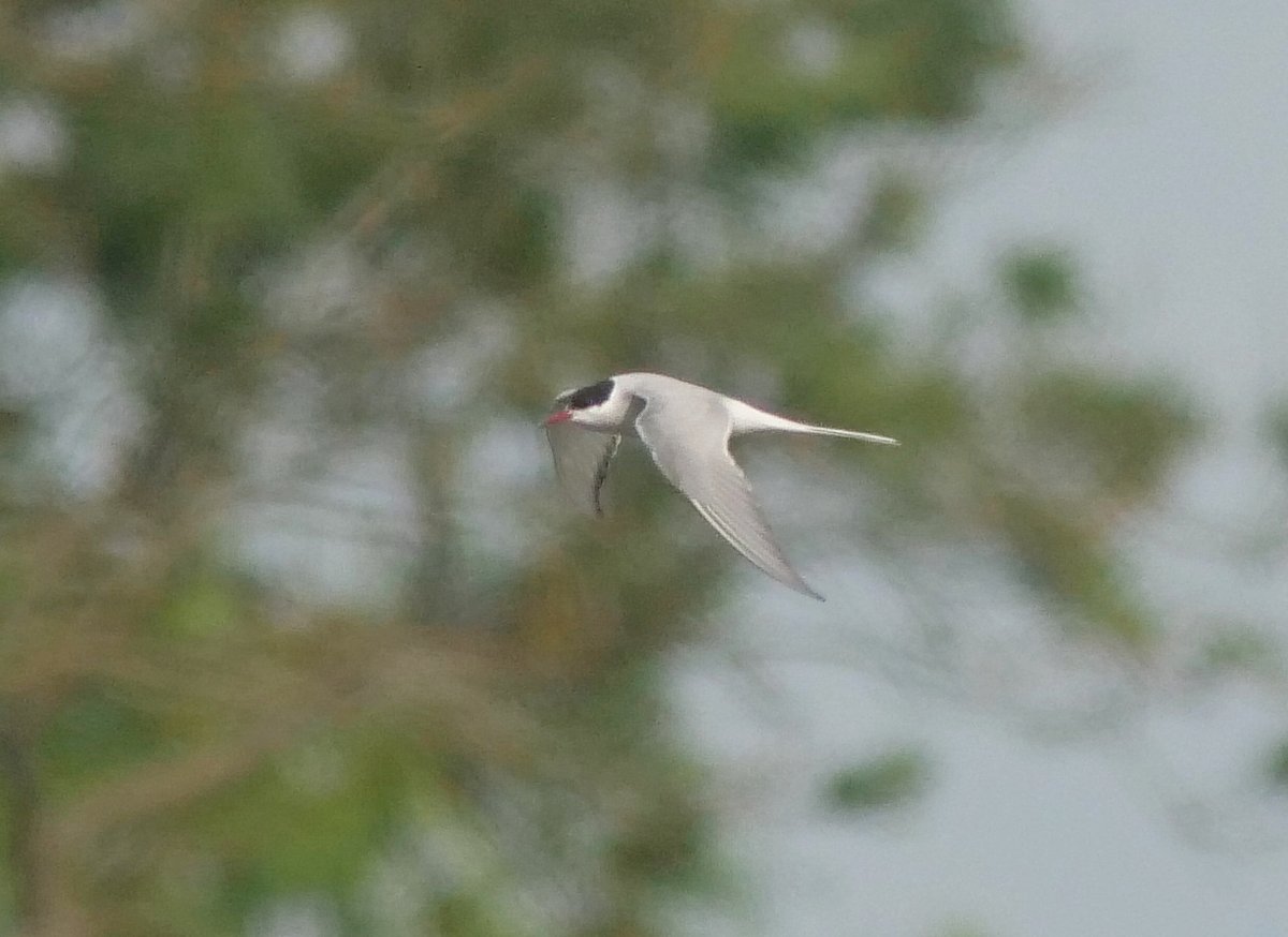 This Arctic Tern, presumably a 2nd summer bird flew thru this morning. A small amount of white above the bill and  a dark greyish hue to the forewing made me come to this conclusion.