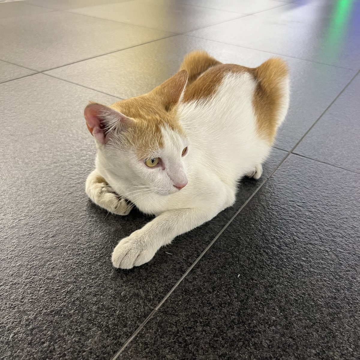 welcoming june 𐦍
happy pride month everyone 🌈 some music recap and pics of cats i’ve met before getting back to studying 🤭