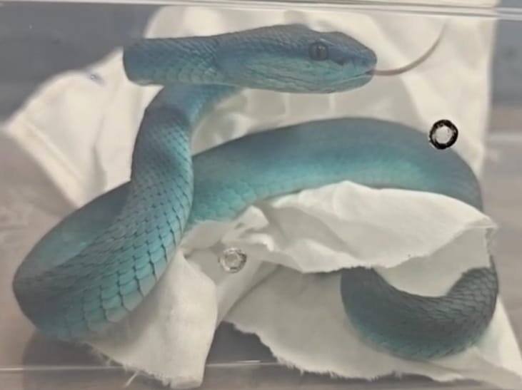 Rare Wildlife Seized in Major Smuggling Bust at Mumbai Airport, One Indian passenger arrested 

𝐑𝐞𝐚𝐝 𝐅𝐮𝐥𝐥 𝐒𝐭𝐨𝐫𝐲👇:
newsonair.gov.in/rare-wildlife-…