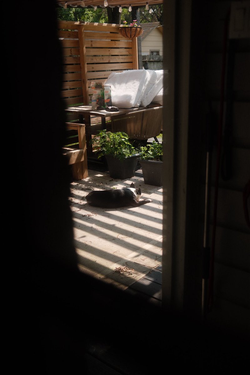 Freddie is the king of sun bathing