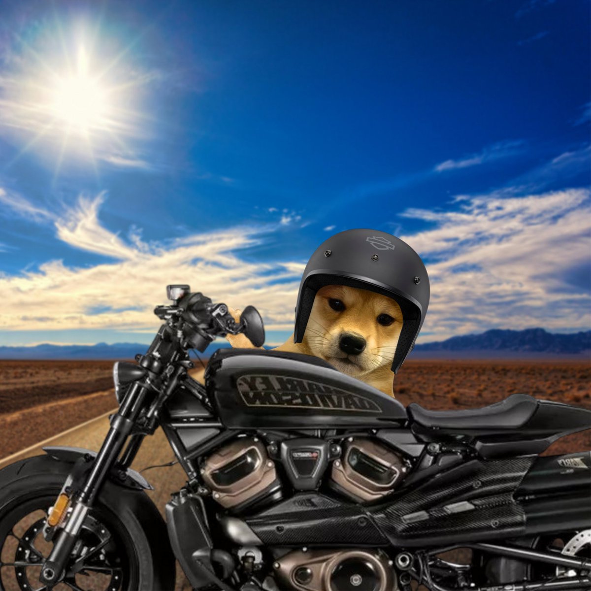 dogwifcoin tweet media