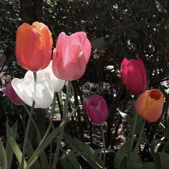 gelphabas's tweet image. °❀⋆.ೃ࿔*:･ — in honor of pride month, here are my favorite wlw ships!