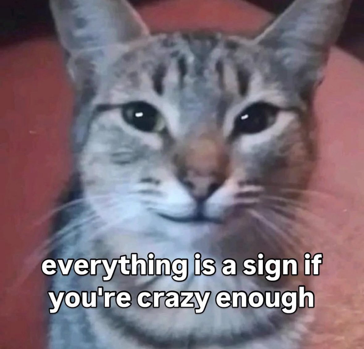 LiterallyMeCats (@literallymecats) on Twitter photo 