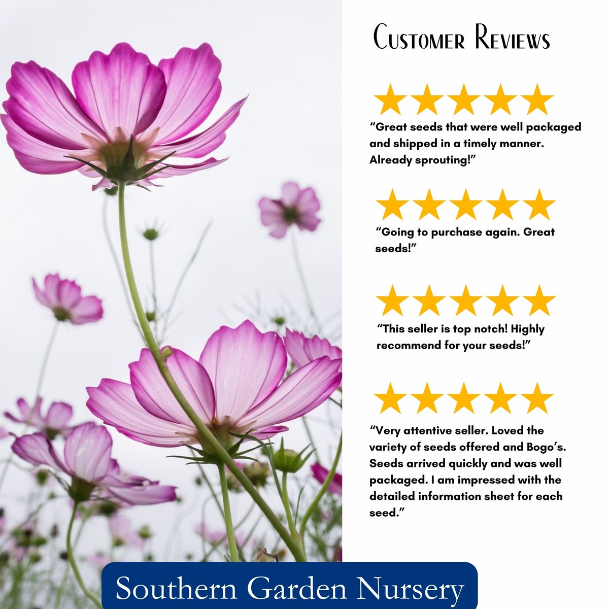 SouthernGarden6's tweet photo. #DailyDeals Save 50% off on Sensation Mix Cosmos Flower Seeds, #pollinatorgarden Staple, #CottageGarden
#gardening #wildlifegardening #summergarden #bees #honeybees #masonbees #wildlifegardening #pollinators #butterflygarden
https://t.co/zmhCJQM1JI https://t.co/woGSjHjzBe