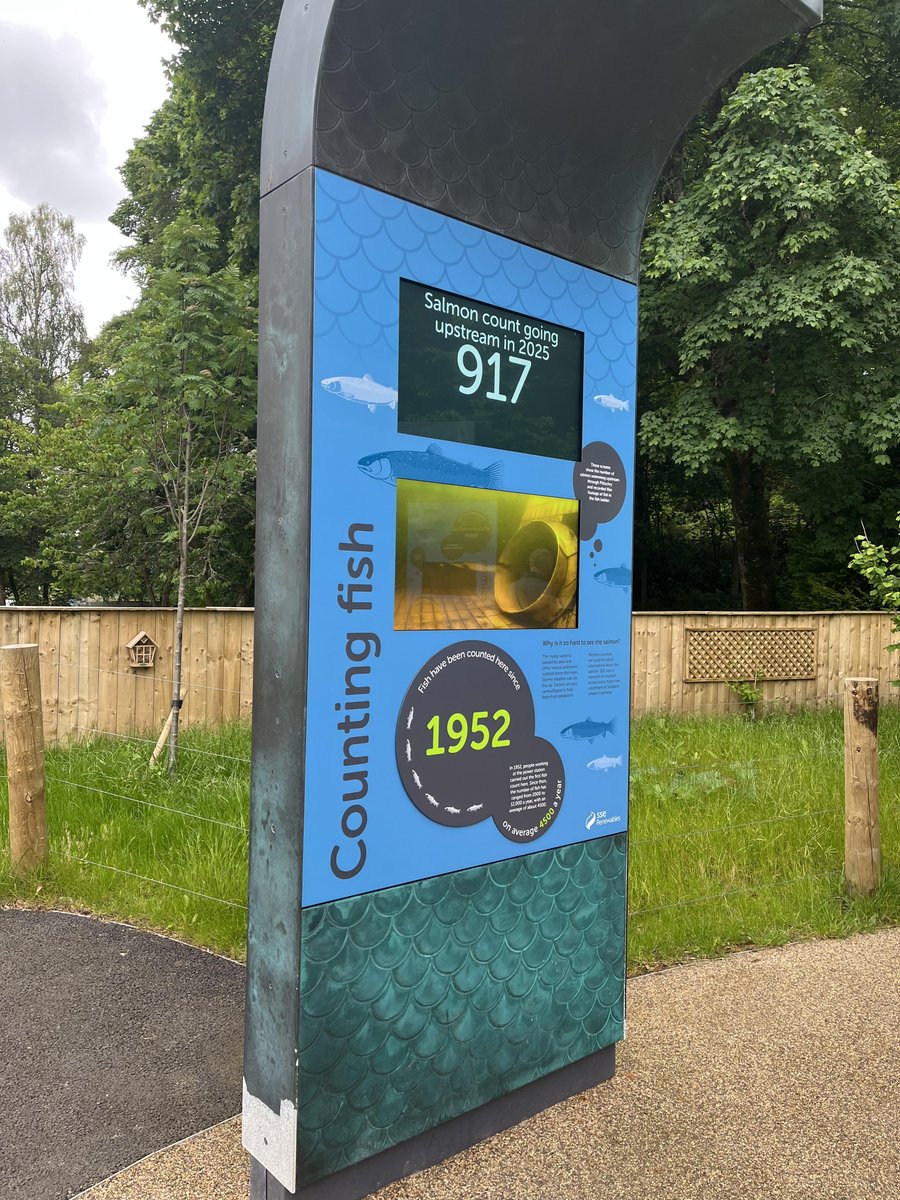 Ladder count 917
Sunday 1/6/25  15:45 BST
A good few fish through the ladder in the past 24 hours. Time for a cast in the Garry perhaps?