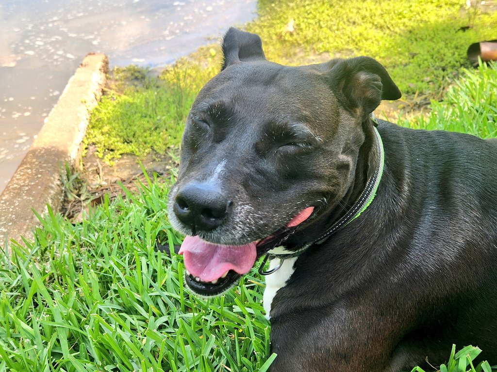 Took a shady break during a hot walk. Jackie says hi 💝