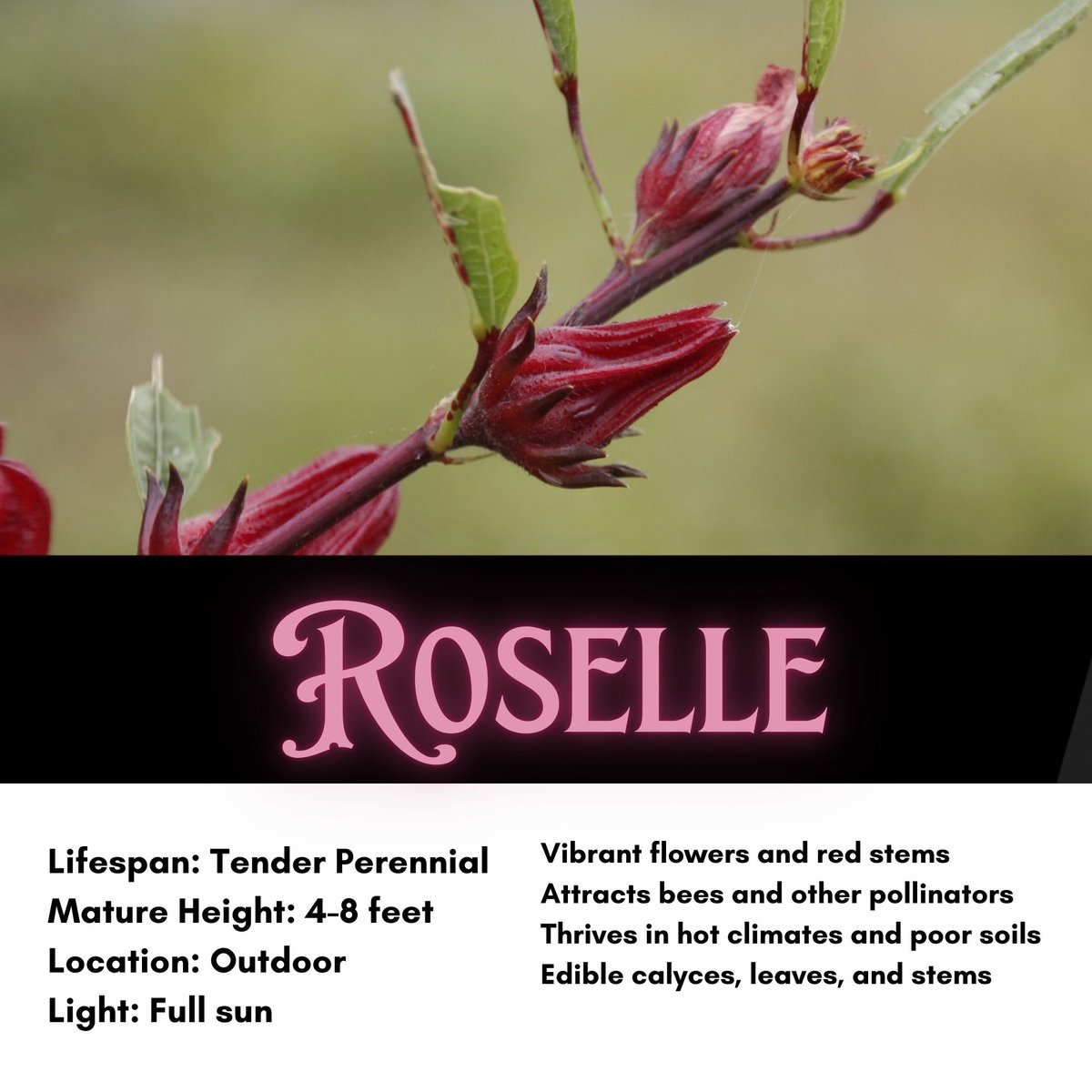 SouthernGarden6's tweet photo. #DailyDeals Save 50% off on Roselle Seeds, Hibiscus sabdariffa, Jamaican Sorrel, Florida Cranberry, Asian Sour Leaf, Edible Hibiscus
#gardening #homesteading #summergarden #selfsufficiency #growyourownfood #gardensupplies #vegetablegarden #edibleflowers
https://t.co/cRLw0h4dKW https://t.co/XfeIrgEMTk