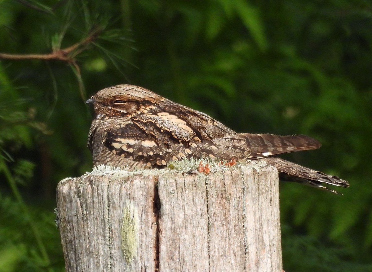 A great surprise today was this Nightjar, asleep on a post at Old Lodge, Ashdown Forest.