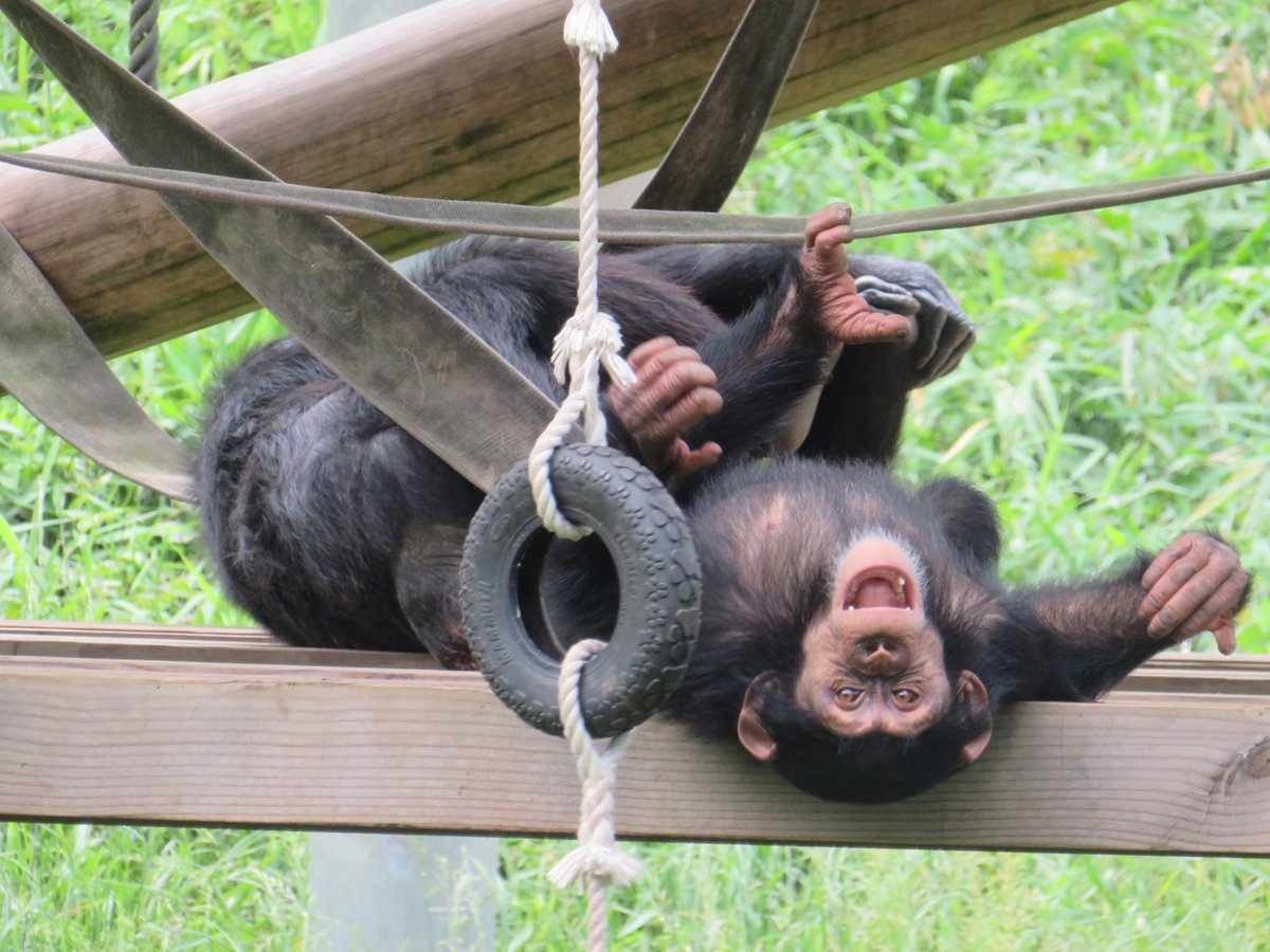 逆さまディルくん #チンパンジー #多摩動物公園