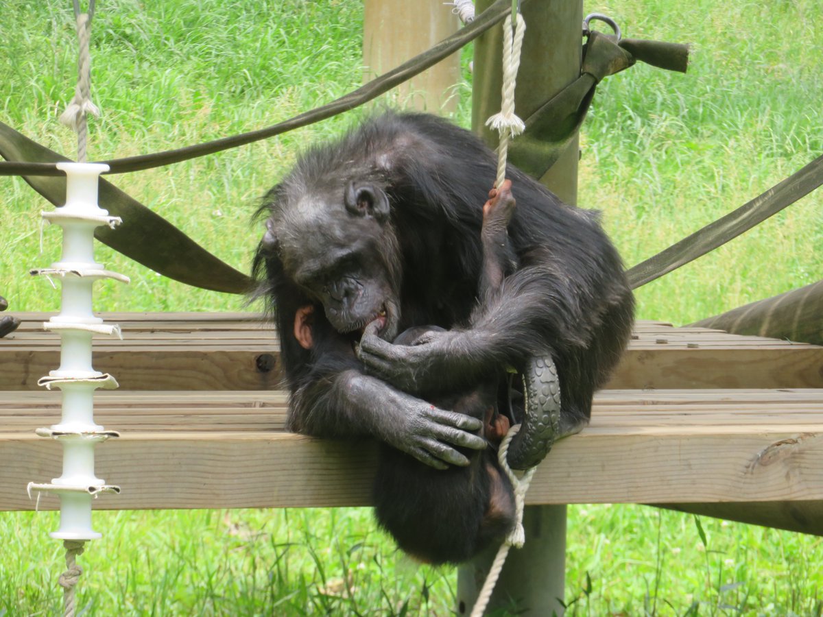 シジミちゃんと遊ぶペコさん #チンパンジー #多摩動物公園