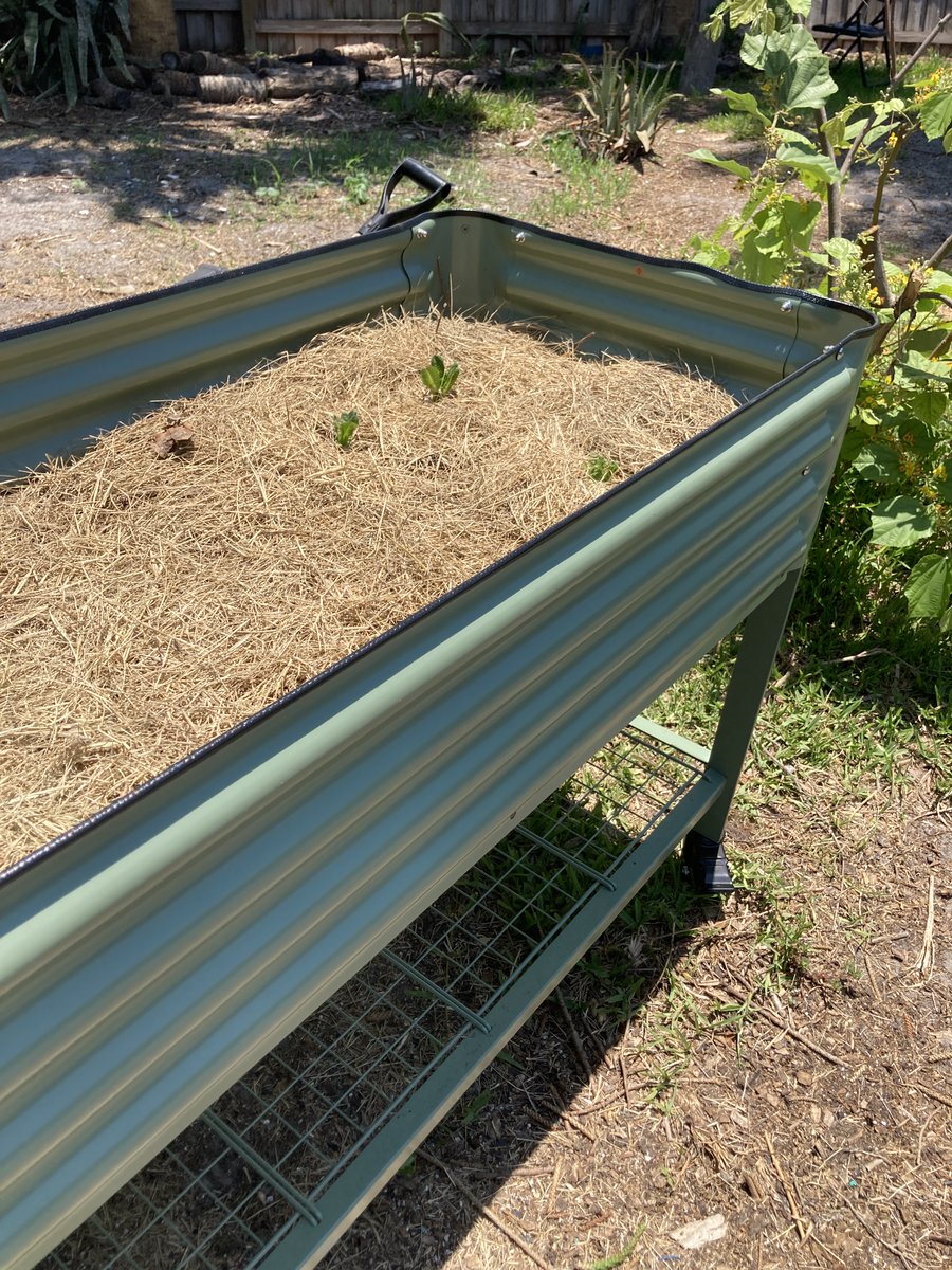 SouthernGarden6's tweet photo. #DailyDeals Sale on up to 30% off on Vego Garden #RaisedBeds PLUS another 10% off with our exclusive #couponcode SOUTHERNGARDENNET10OFF #couponstacking
#earnscommission

https://t.co/FCygEgdCV2 https://t.co/Wtc1kQ6s5c