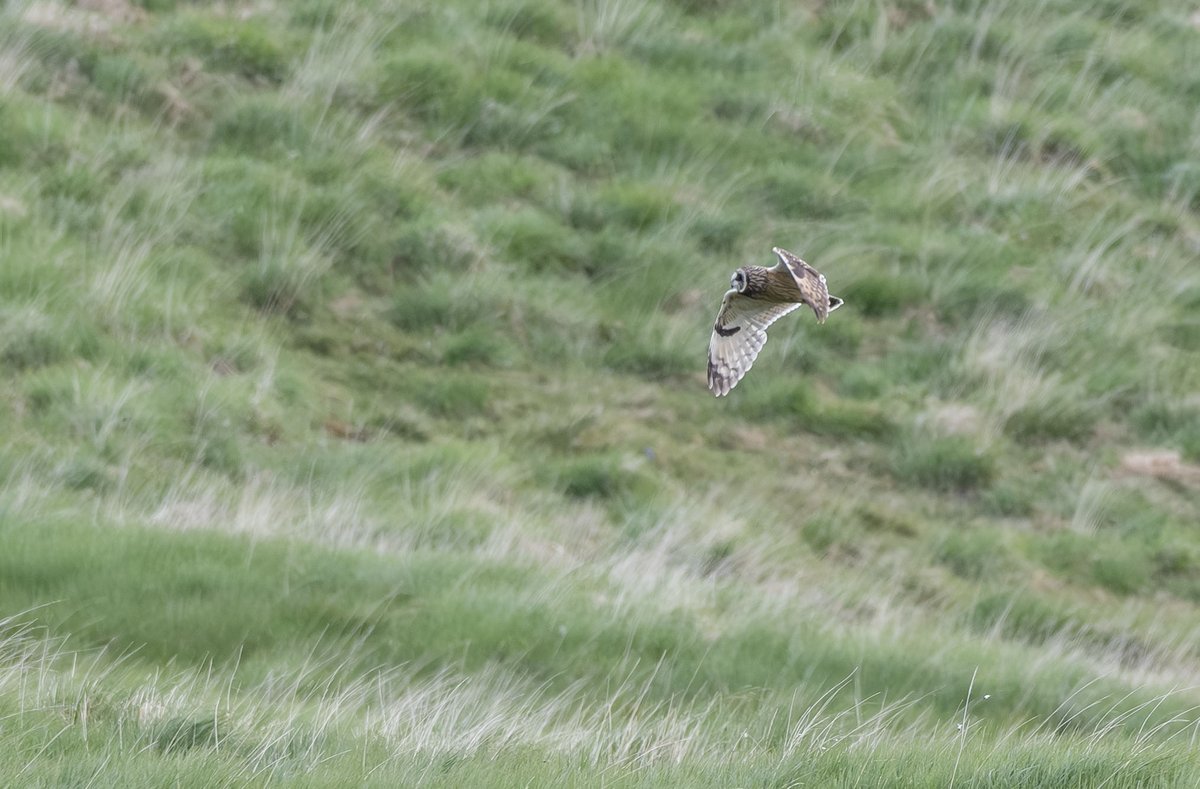 Derbyshire Bird Tours tweet media