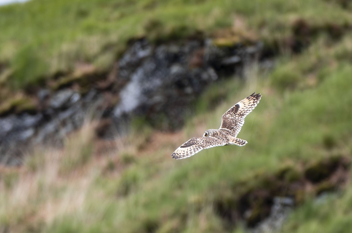 Derbyshire Bird Tours tweet media