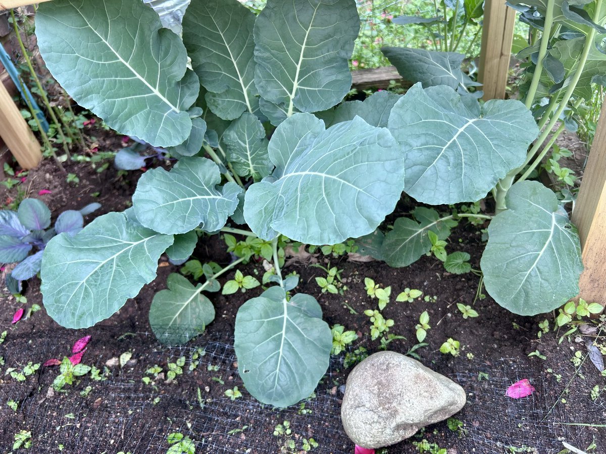 The garden is doing very well this year   I am growing spaghetti squash, butternut squash, summer squash, broccoli, cabbage, peppers, tomatoes, green beans, eggplant, cucumbers, strawberries and herbs.