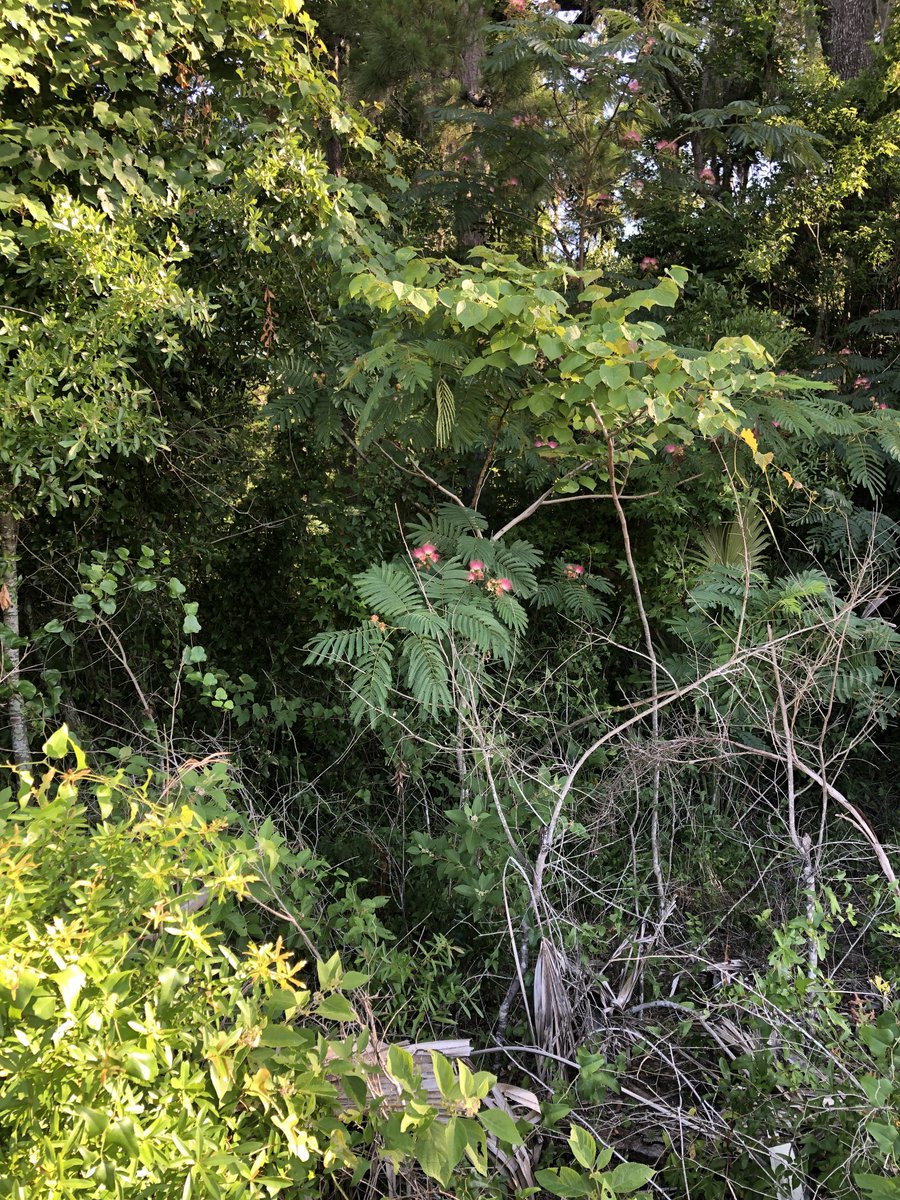 The best of North Central #Florida #Nature is in pockets of wild vegetation left untouched in urban and rural neighborhoods!