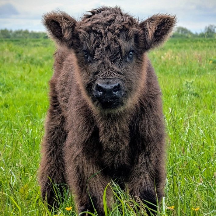 CowoftheDay1's tweet photo. 📅 7th June 2025
🐮 Dolly
🏷️ Instagram/dumblefarm
💕 #animaloftheday https://t.co/K44gkSXWY3