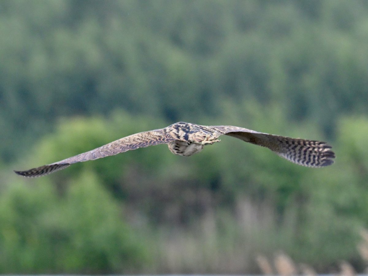 Sean (@nikonnaturepix) on Twitter photo Some of my pics of a flying #Bittern taken this morning <a href="/RSPBAireValley/">RSPB Fairburn Ings and RSPB St Aidan’s</a> #StAidans using #Nikon #Z50ii #Z52 and #300F4PF #TC14eiii
@bbcspringwatch
@birdguides
@rspbengland
@natures_voice
#birdphotography #wildlifephotography #naturephotography Some of my pics of a flying #Bittern taken this morning <a href="/RSPBAireValley/">RSPB Fairburn Ings and RSPB St Aidan’s</a> #StAidans using #Nikon #Z50ii #Z52 and #300F4PF #TC14eiii
@bbcspringwatch
@birdguides
@rspbengland
@natures_voice
#birdphotography #wildlifephotography #naturephotography
