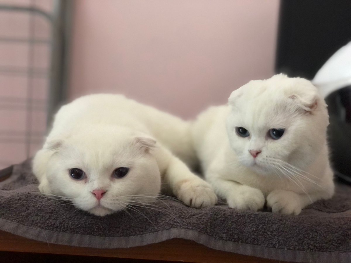 Söyleyecek çok laf var da… 
Sahipleri sokağa bırakmaya kalkınca gönüllülerden biri gecici korumaya almış. 6 aylık, biri dişi biri erkek. Kısırlastırması sahiplenen kişi tarafından karşılanacak ve veterinerden teslim edilecek. 
Kadıköy Göztepe 05322351532 (lütfen whatsapp dan)