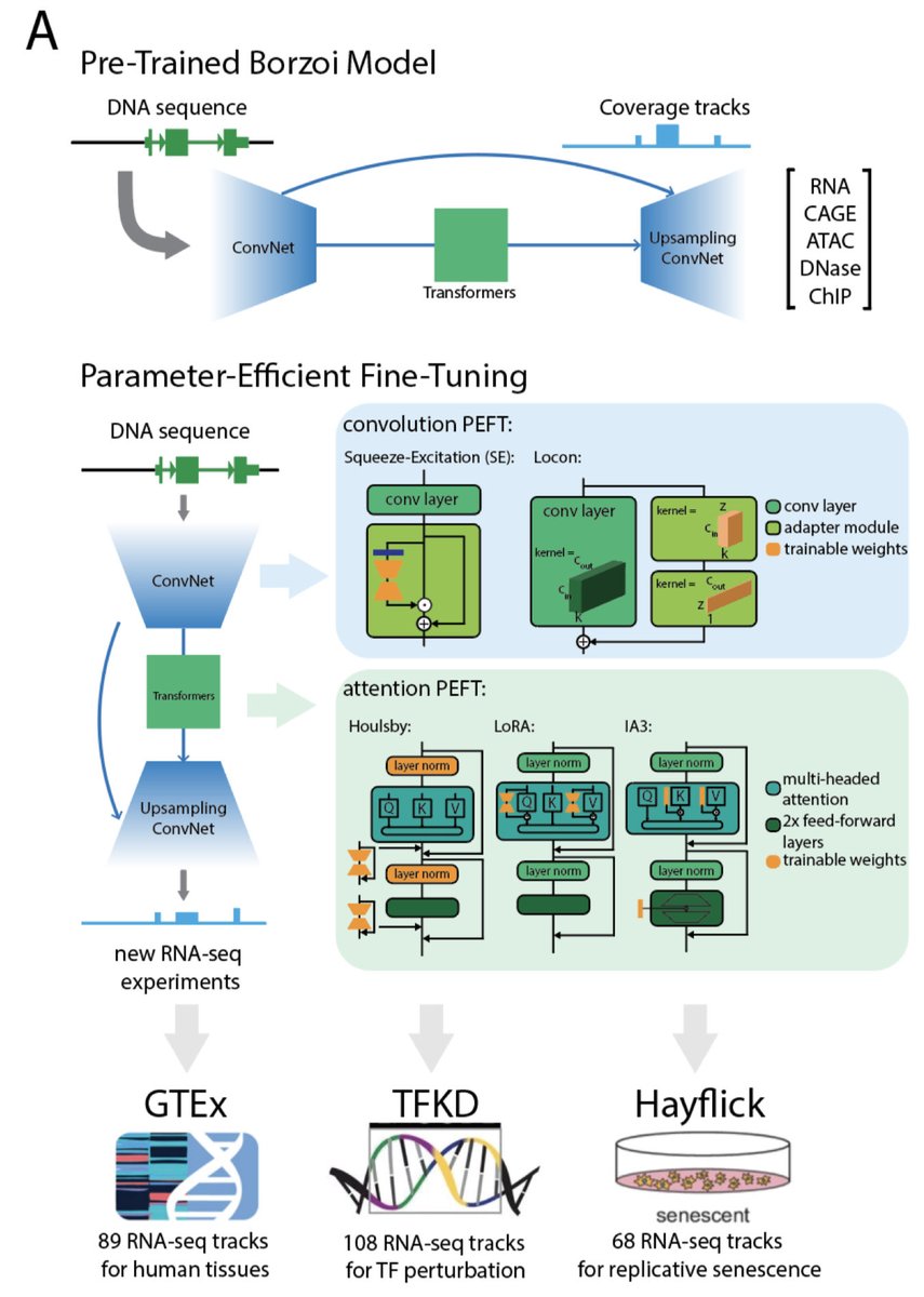 Parameter-Efficient Fine-Tuning of a Supervised Regulatory Sequence Model biorxiv.org/content/10.110…
