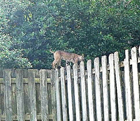 Spicy: Hey, everyone - Is this a bobcat? It was walking along the fence in our back yard. Mother thought it was the Savannah breed and put out an email to the neighbors to see who's pet cat was missing, but two of the neighbors said, "Bobcat." Yes? No?