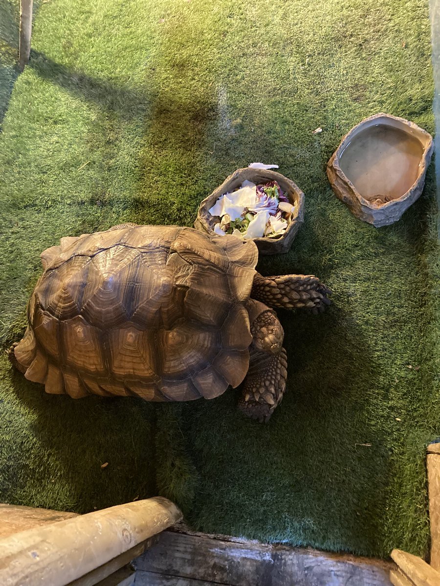 Finishing off our trip to the farm saying hello to some characterful goats and even visiting a reptile house with enormous snakes and a giant tortoise!