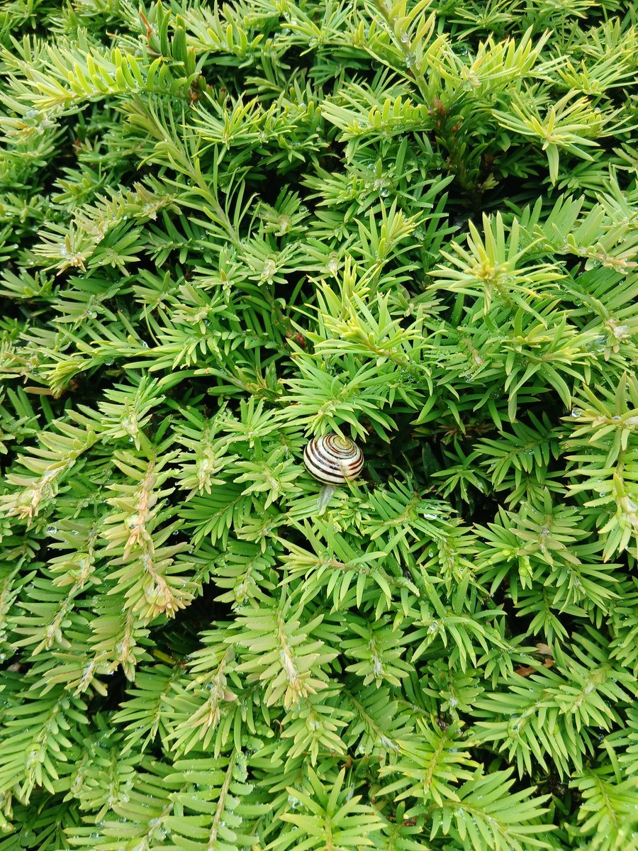 Happy #SnailSnunday everyone. 🐌 ❤️ 🐌 

Went for a walk earlier. 
Weather was a bit changeable; rain, sun, rain on repeat. 
Lots of snails about. This silly little one was in a yew hedge. 

Hope you're having a lovely Sunday?

#fafferoffluff #snailsunday #snails #shropshire