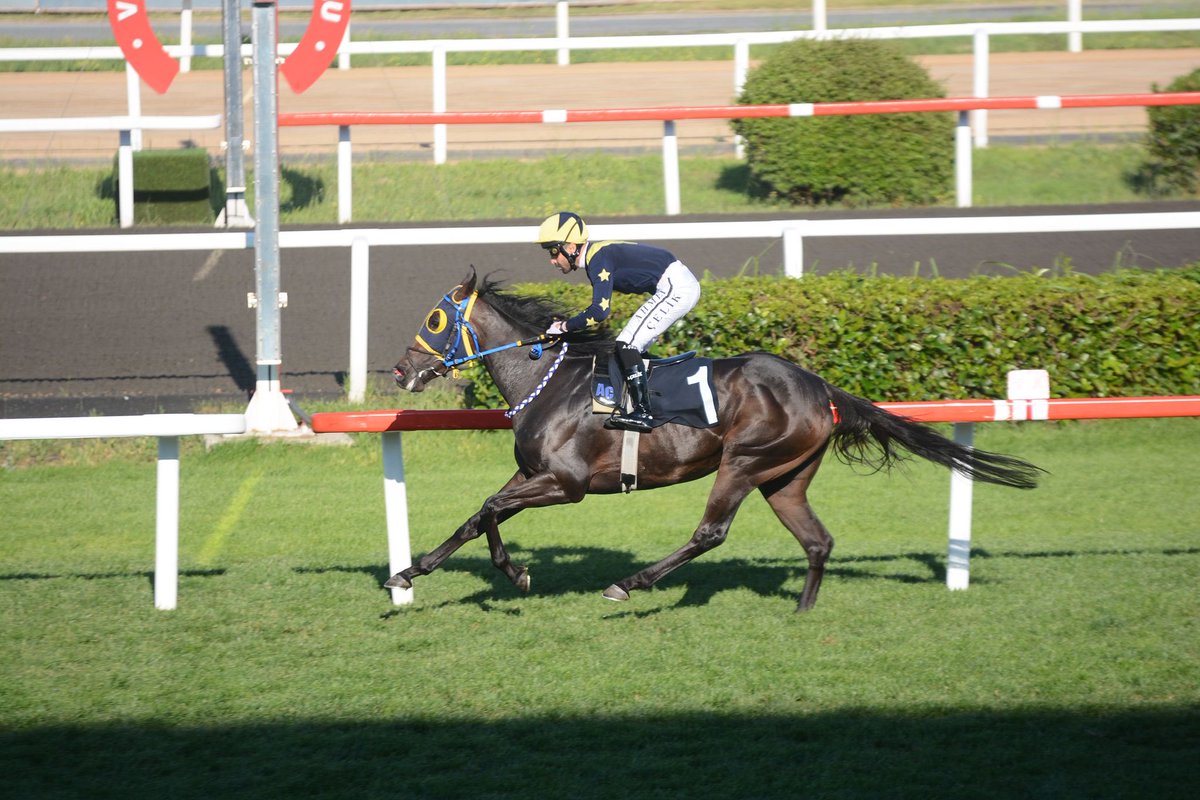 Andre Sakbani (@andre_sakbani) on Twitter photo Husaria, By NOBEL PRIZE, finishes 1900M Turf 1st at Veliefendi Racecourse in Istanbul! 🏇🥇
<a href="/_TJK_/">Türkiye Jokey Kulübü</a> #HorseRacing #Veliefendi”
<a href="/NobelSires/">Nobel Sires</a> Husaria, By NOBEL PRIZE, finishes 1900M Turf 1st at Veliefendi Racecourse in Istanbul! 🏇🥇
<a href="/_TJK_/">Türkiye Jokey Kulübü</a> #HorseRacing #Veliefendi”
<a href="/NobelSires/">Nobel Sires</a>