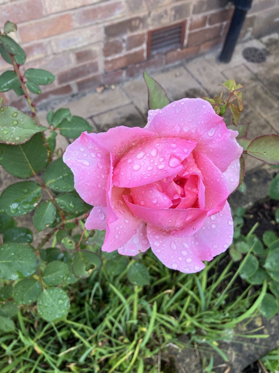 Another unknown variety of rose. I love the rose season