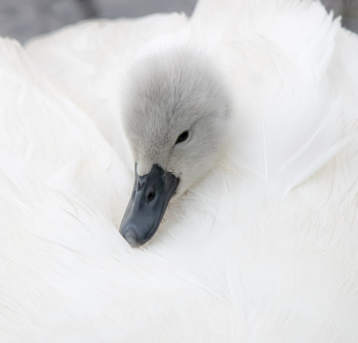 PDKImages's tweet image. Watching a Mute Swan Cygnet p laying hide and seek in the feathers of its Mum was a fantastic way to spend a Saturday morning. Such amazing calm and serenity.
Happy Sunday, from the wrong side of the hills. @RSPBAireValley
#cygnet #swan #chick #baby #nature #springwatch