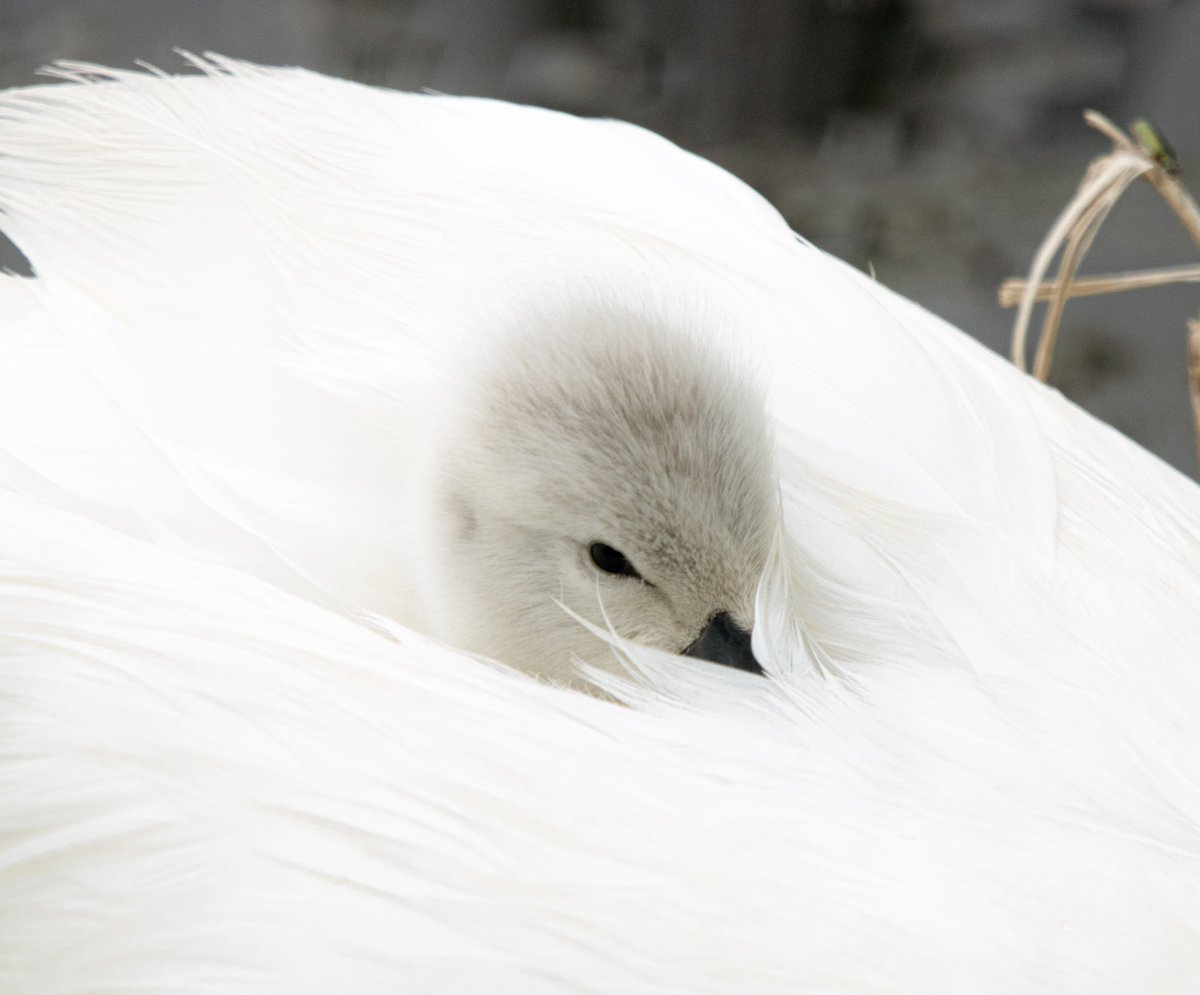 PDKImages's tweet image. Watching a Mute Swan Cygnet p laying hide and seek in the feathers of its Mum was a fantastic way to spend a Saturday morning. Such amazing calm and serenity.
Happy Sunday, from the wrong side of the hills. @RSPBAireValley
#cygnet #swan #chick #baby #nature #springwatch
