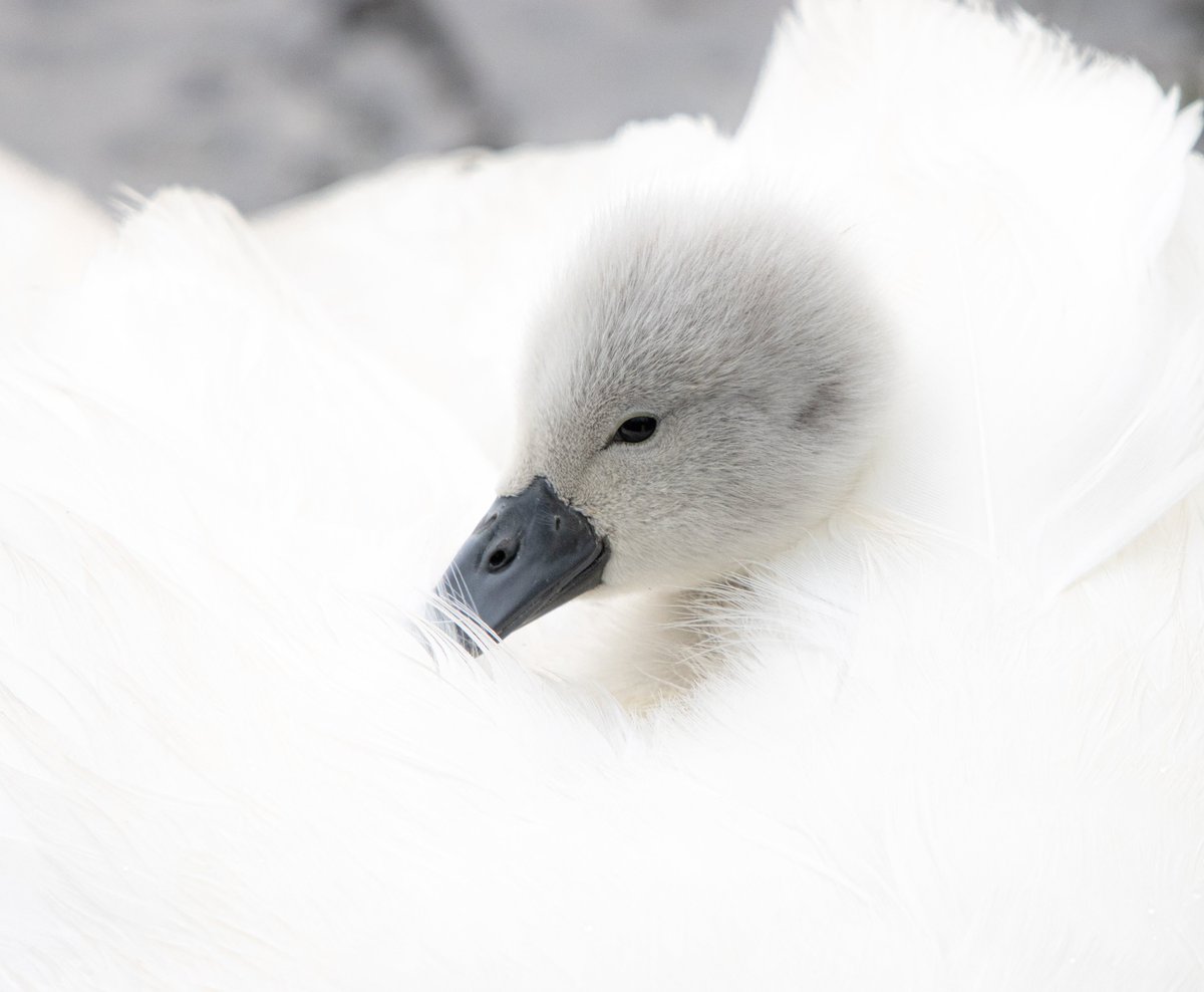 PDKImages's tweet image. Watching a Mute Swan Cygnet p laying hide and seek in the feathers of its Mum was a fantastic way to spend a Saturday morning. Such amazing calm and serenity.
Happy Sunday, from the wrong side of the hills. @RSPBAireValley
#cygnet #swan #chick #baby #nature #springwatch