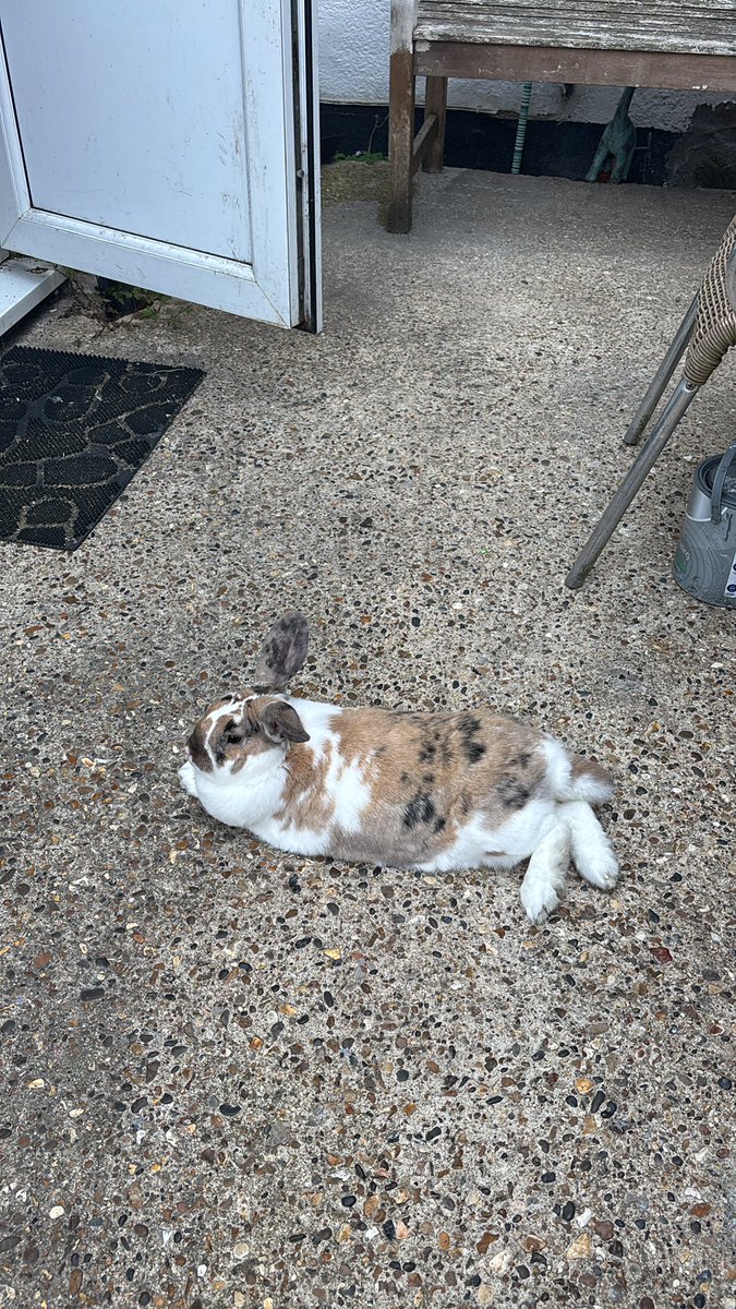 a wild paddy blocks ur path