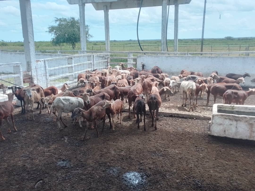 En el municipio cabecera visitamos hoy productores destacados.  #LasTunas #PorLasTunasLaVictoria #SíSePuede