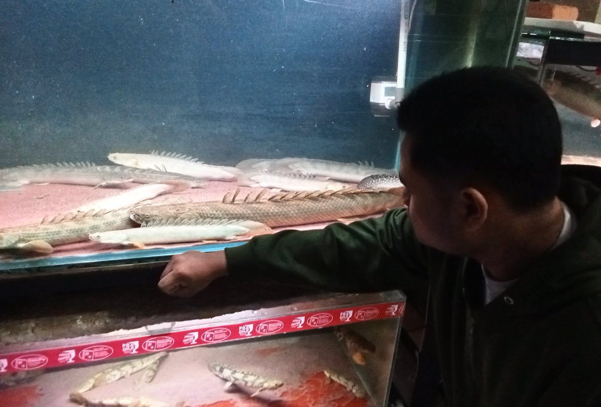 zi5928's tweet image. revisiting my friend&apos;s house (Rhdfish) saw a male &amp;amp; female ansorgii monster about 70 cm up 😳 maybe this is one of the first ansorgii monsters in Indonesia .
#polypterus #ポリプテルス