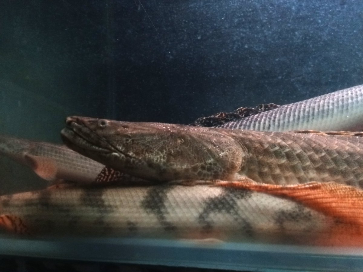 zi5928's tweet image. revisiting my friend&apos;s house (Rhdfish) saw a male &amp;amp; female ansorgii monster about 70 cm up 😳 maybe this is one of the first ansorgii monsters in Indonesia .
#polypterus #ポリプテルス