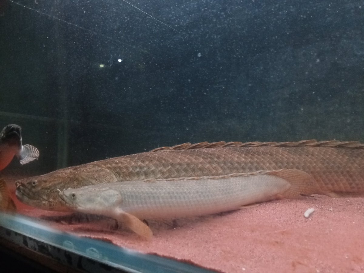 zi5928's tweet image. revisiting my friend&apos;s house (Rhdfish) saw a male &amp;amp; female ansorgii monster about 70 cm up 😳 maybe this is one of the first ansorgii monsters in Indonesia .
#polypterus #ポリプテルス