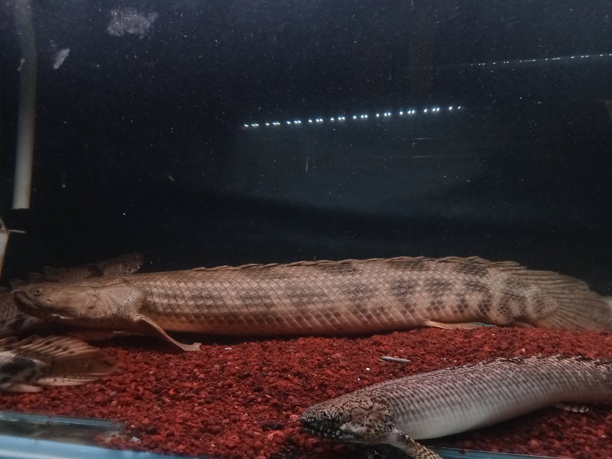 zi5928's tweet image. revisiting my friend&apos;s house (Rhdfish) saw a male &amp;amp; female ansorgii monster about 70 cm up 😳 maybe this is one of the first ansorgii monsters in Indonesia .
#polypterus #ポリプテルス