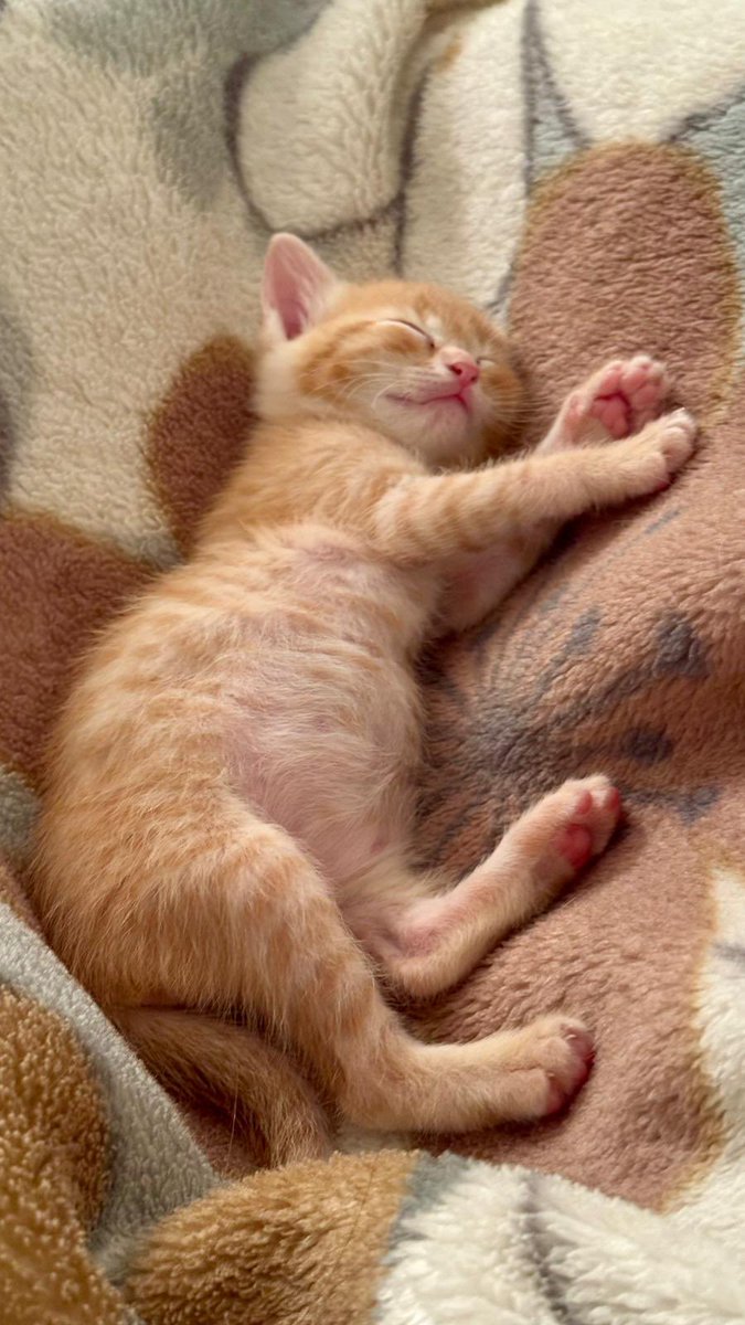 mumeyyizolmayan's tweet photo. Annesiz yavru kediler, daha bebeklerdi 1.5 aydır bakıyorum, çok sağlıklı, oyuncu ve sevgi dolular, eve alışkın oldukları için sesten korkuyorlar :( tuvalet eğitimleri her şeyi tam, lütfen bu yavrulara sıcak bir yuva çıkar mı? https://t.co/O1aLnZ1lv7