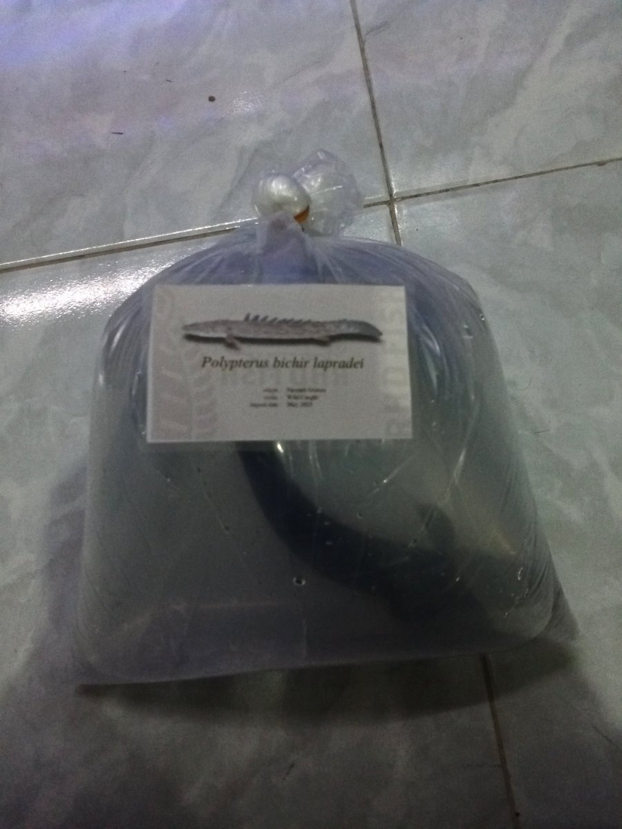 zi5928's tweet image. Polypterus Bichir Lapradei “Faranah/Guinea” pickup 🫡

hopefully settle &amp;amp; become a monster 🐉

#polypterus #ポリプテルス