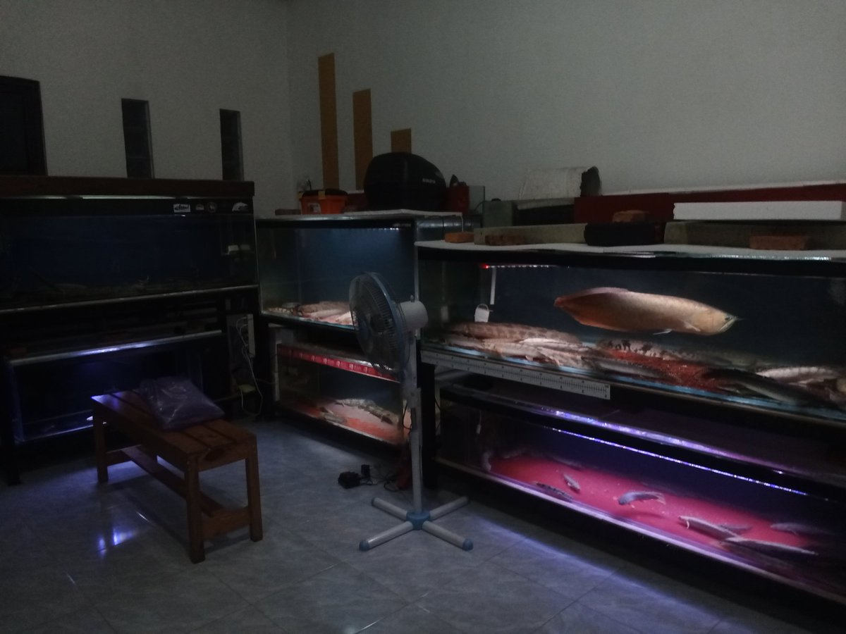 zi5928's tweet image. Polypterus Bichir Lapradei “Faranah/Guinea” pickup 🫡

hopefully settle &amp;amp; become a monster 🐉

#polypterus #ポリプテルス