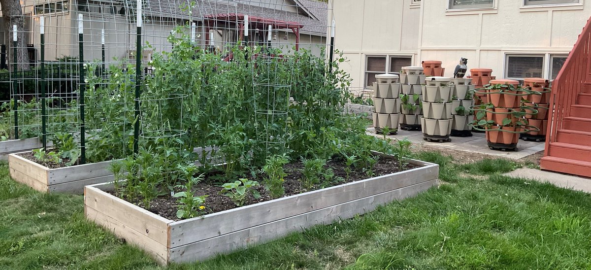 Suburban food production. 🍅 🫛🥦🥬🥒🫑 🌶️
"Do what you can where you are with what you have."