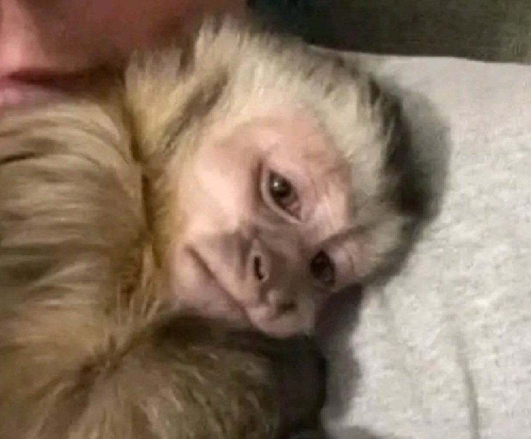 DominicISX's tweet image. "makakhuluma ngivele ngibemanzi nte"
That dude made her wet by just talking to her while that other dude with rats smashed her the whole night & still did not satisfy her, this life got no balance fam😭😭😭😭😭
