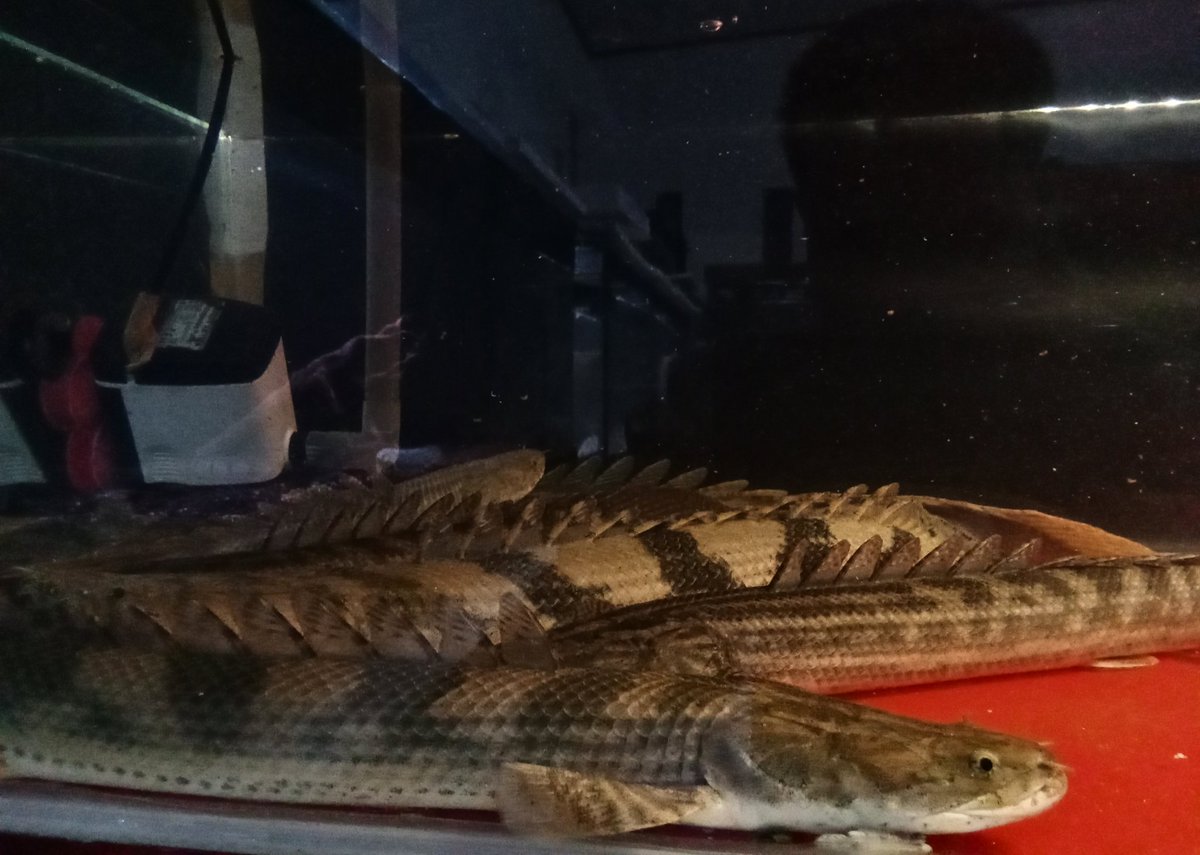 zi5928's tweet image. some amazing portraits of Sp. Nigeria — Ansorgii &amp;amp; Guinean Endlicherii 
#polypterus #ポリプテルス