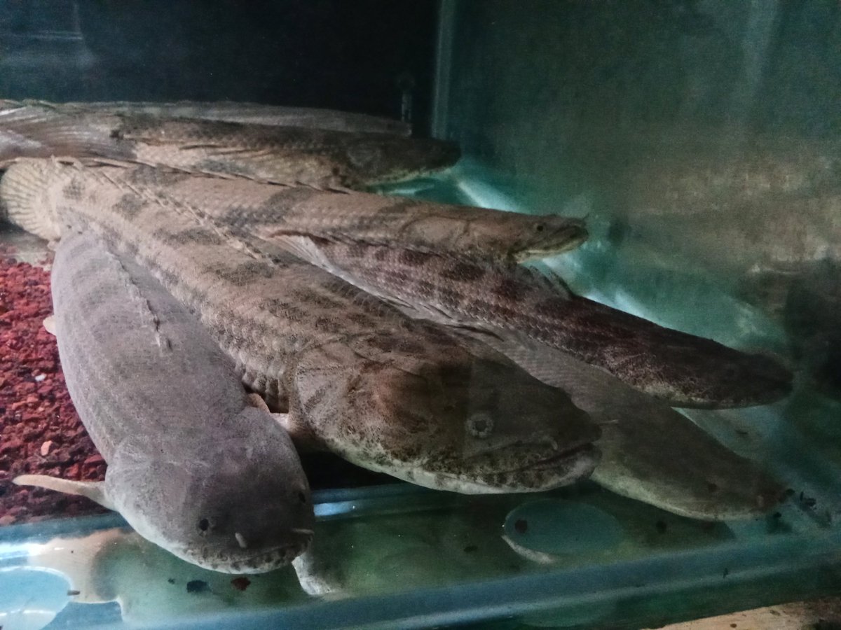 zi5928's tweet image. some amazing portraits of Sp. Nigeria — Ansorgii &amp;amp; Guinean Endlicherii 
#polypterus #ポリプテルス